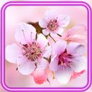 Spring Cherry Bloom APK
