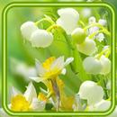 Spring Lilies of Valley APK