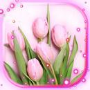 Springs Tulips Live Wallpaper APK