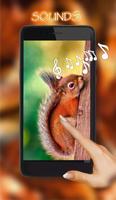 Squirrels Gallery poster