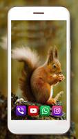 Squirrels Gallery screenshot 2