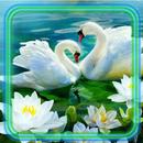Лебеди Удивительные APK
