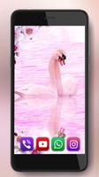 Swans Beauty پوسٹر