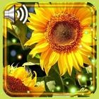 Sunflowers Summer アイコン