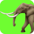 Elephant Sounds