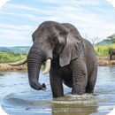 Elephant Wallpaper APK