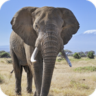 Elephant Wallpaper आइकन