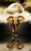 Elephant Wallpaper screenshot 3