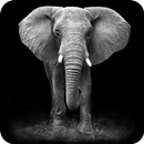 🐘 Elephant Wallpaper 🐘 APK