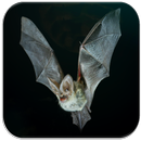 Bat sounds APK