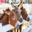 Donkey sounds