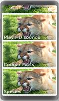 sonidos Cougar Poster