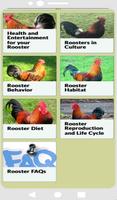 Rooster sounds Cartaz