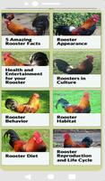 برنامه‌نما Rooster sounds عکس از صفحه