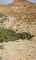 Wallpaper National Reserve of Ein Gedi ポスター