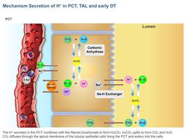 2 Schermata Physiology Learning Pro