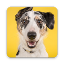 Dog Information App APK