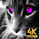 Wallpaper Kucing HD APK