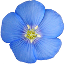 Colorado Rocky Mtn Wildflowers APK