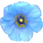 Wildflowers of Mount Everest icono