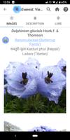 Wildflowers of Mount Everest captura de pantalla 2