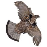 ”Montana Hunting Access 2025