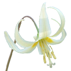 Oregon Wildflowers icono