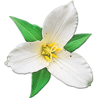 Washington Wildflowers icône
