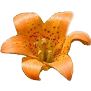 Yosemite Wildflowers APK