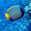 Emperor Angelfish Care Guide APK