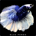 Betta fish