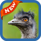 Emu Wallpaper иконка