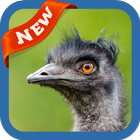 Emu Wallpaper icône