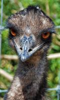 Emu Wallpaper постер