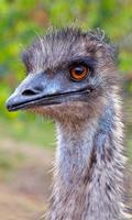 Emu Wallpaper скриншот 1
