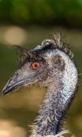 Emu Wallpaper скриншот 2
