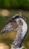 Emu Wallpaper syot layar 2