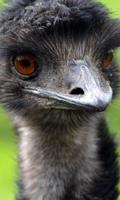 Emu Wallpaper ภาพหน้าจอ 3