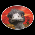 Emu Run Experience