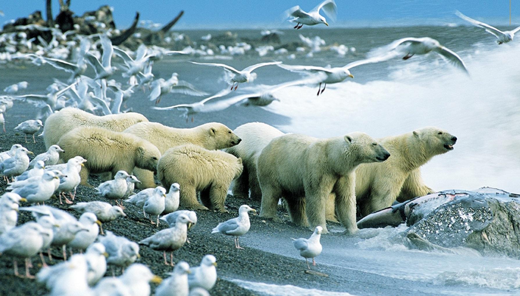 3 полярный мир. Арктические пустыни белый медведь. Популяция белых медведей в России. Животные севера. Арктические пустыни животные.