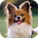 Cool Puppy Wallpaper APK