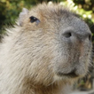 Capybara Caviidae Wallpapers icon