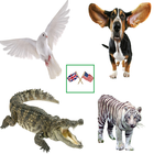 English Animals Vocabulary Zeichen