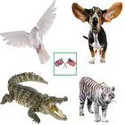 English Animals Vocabulary ไอคอน