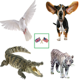 English Animals Vocabulary icône