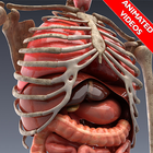 Human Anatomy & Physiology: Animated Videos ícone