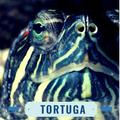 Turtle funds