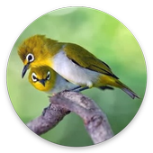 Kicau Burung Pleci Offline For Android Apk Download