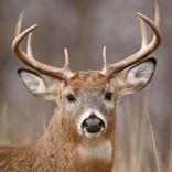 სანადირო სახაზინო კოდები