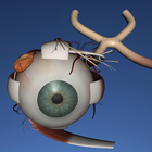 EON 3D Human Eye ícone